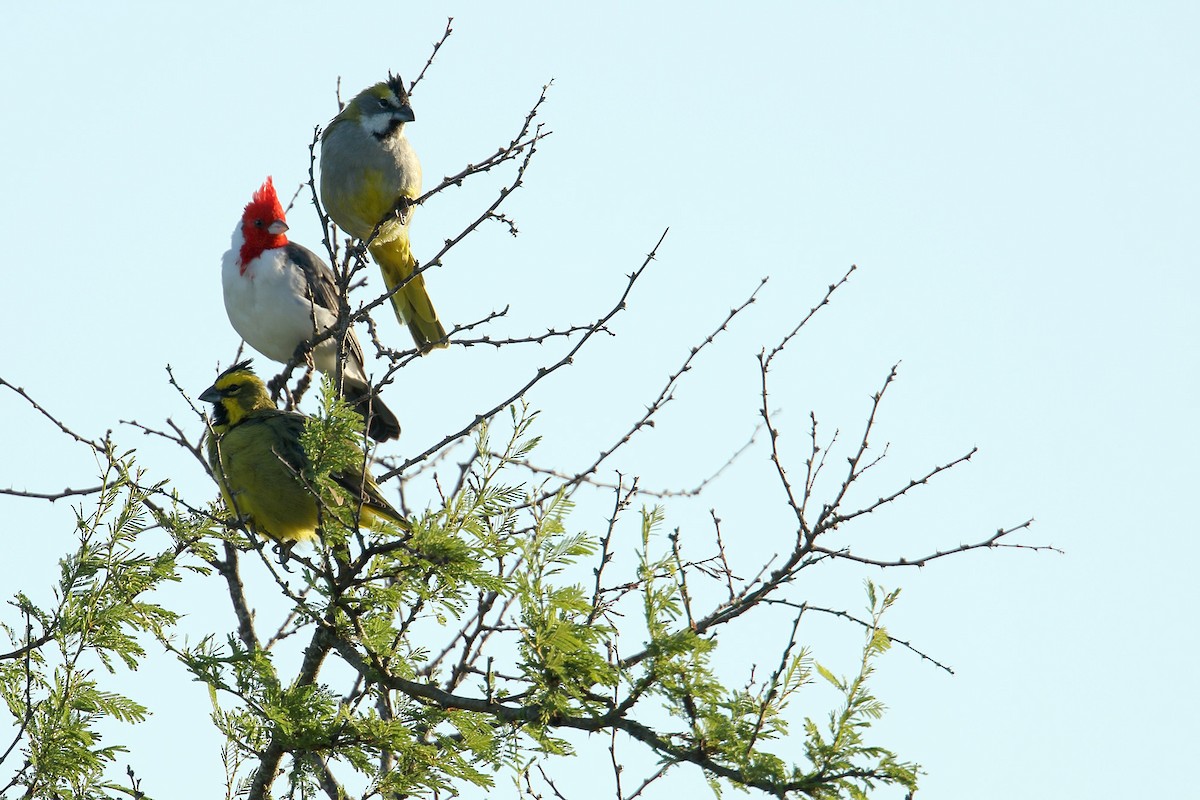 Yellow Cardinal - ML52750051