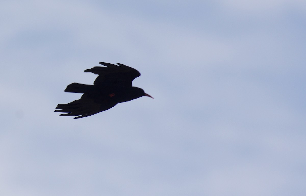 Red-billed Chough - ML527500581