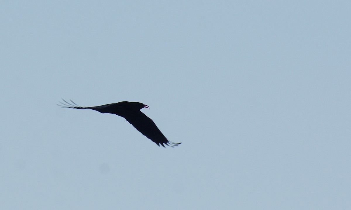 Red-billed Chough - ML527500591