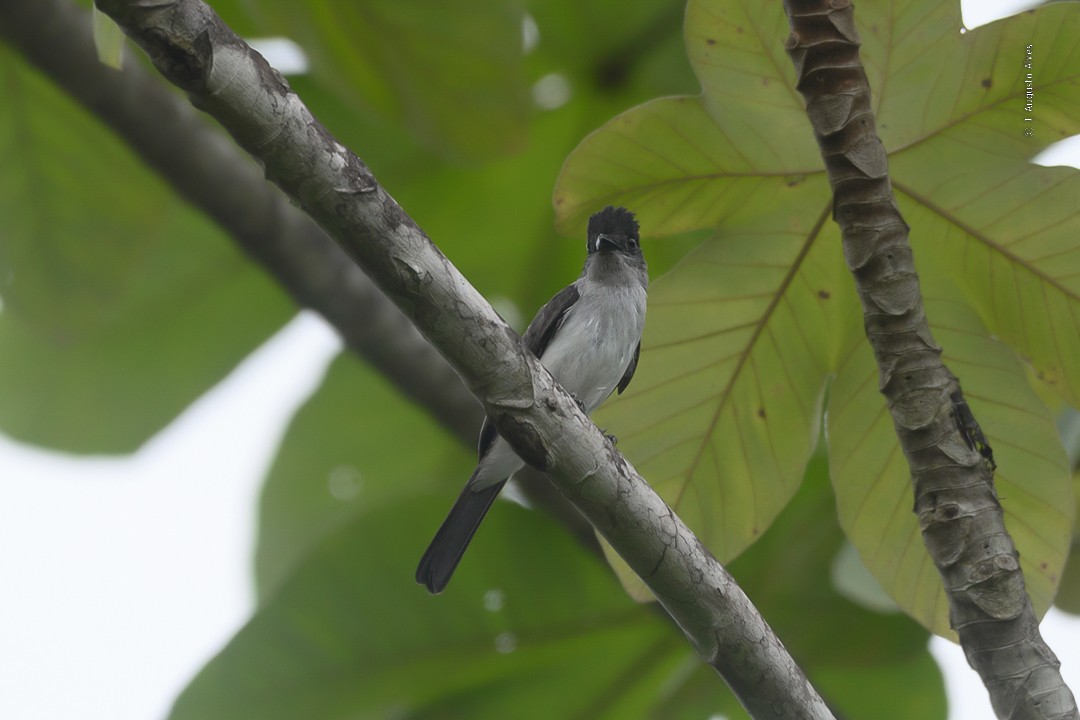 Todd's Sirystes - ML527501201