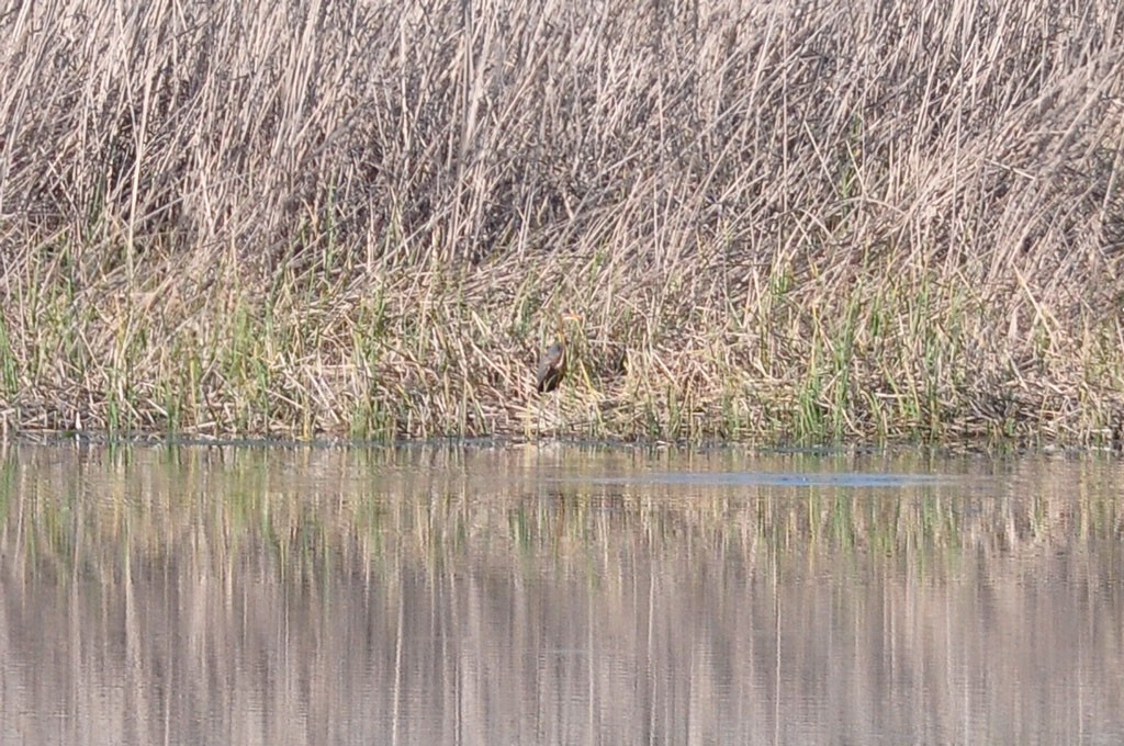 Purple Heron - Jorge  Safara