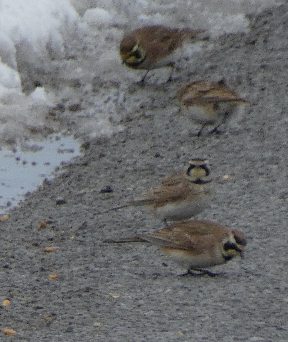 Horned Lark - ML527502271