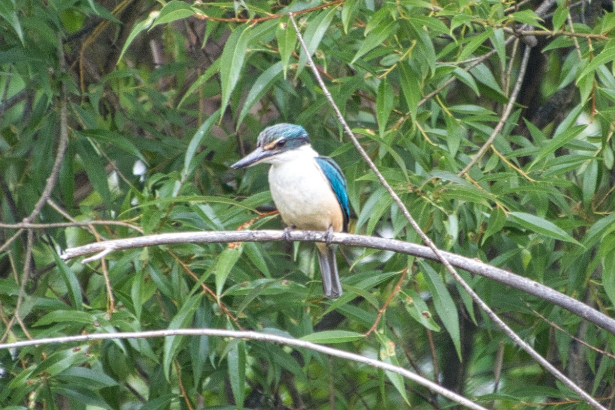 Sacred Kingfisher - ML527502841