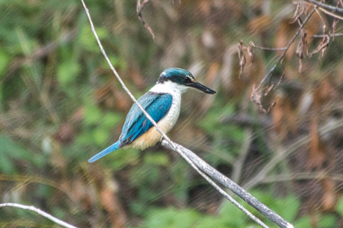 Sacred Kingfisher - ML527502851