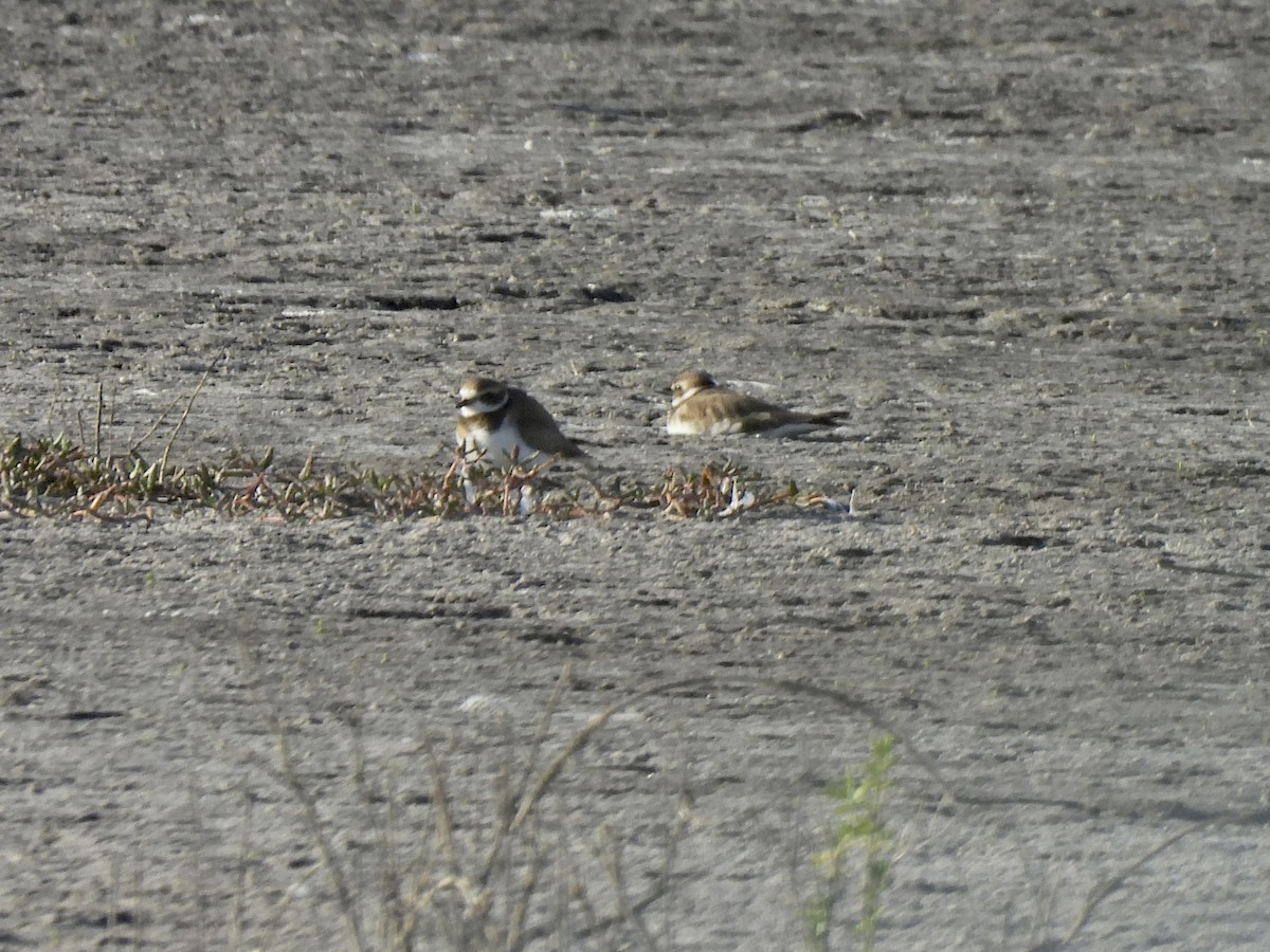 Semipalmated Plover - ML527503581