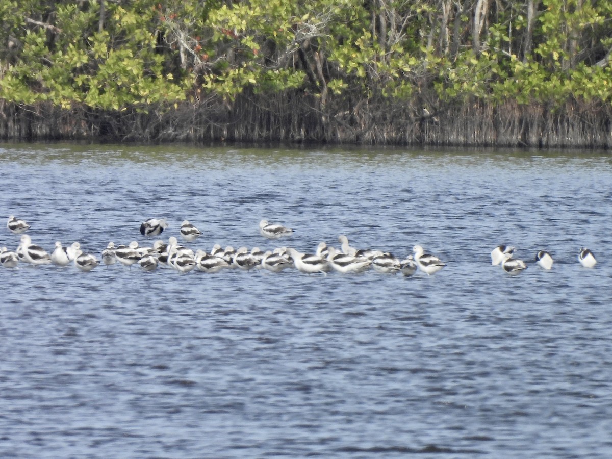 American Avocet - ML527504891