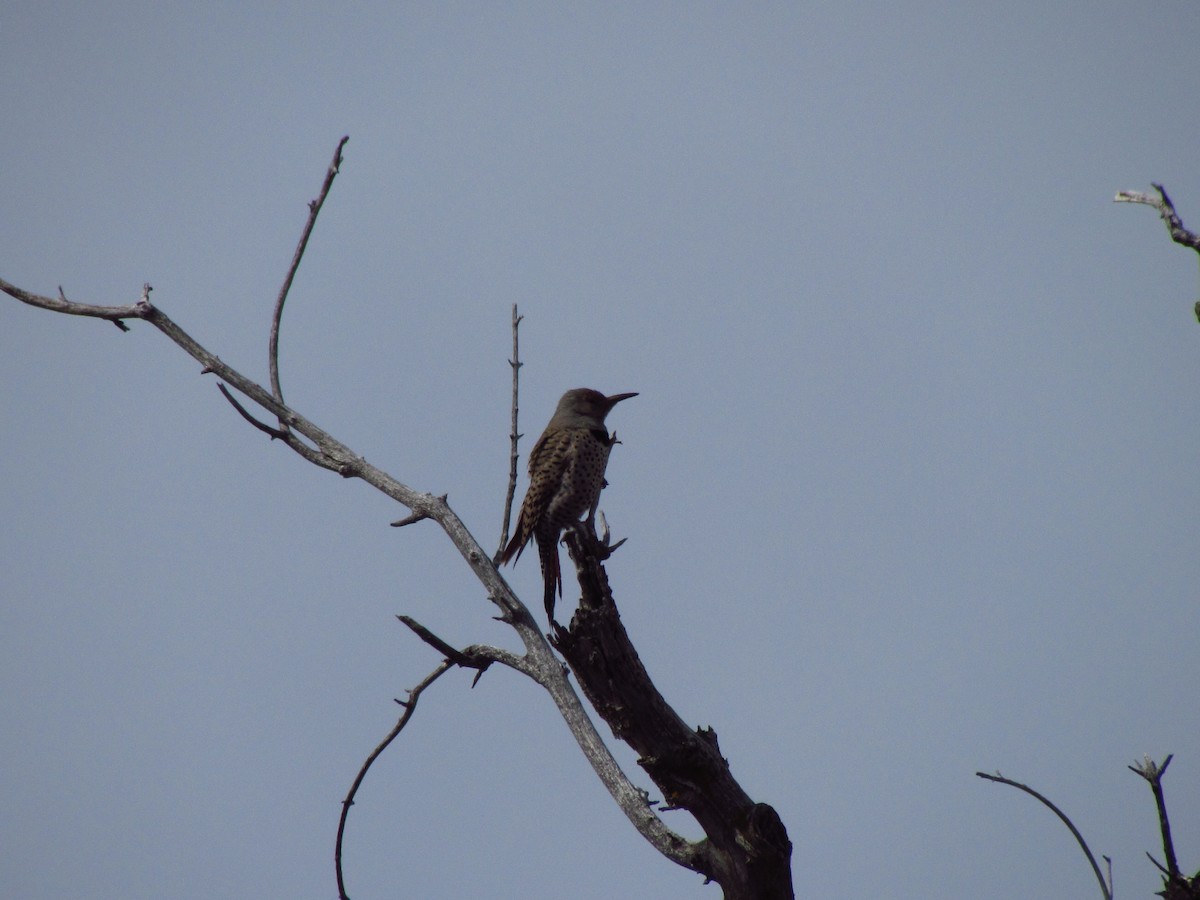 Northern Flicker - ML52750541