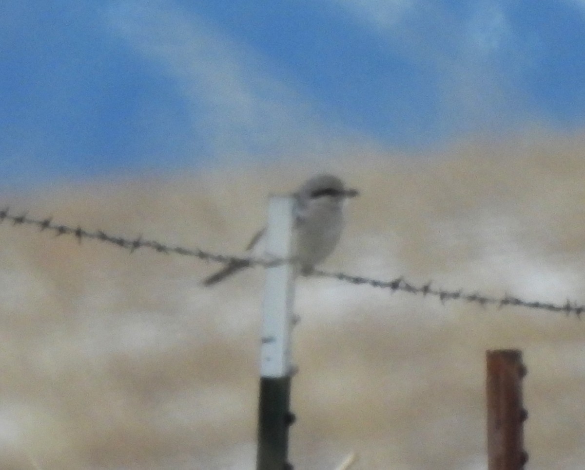 Northern Shrike - ML527505411