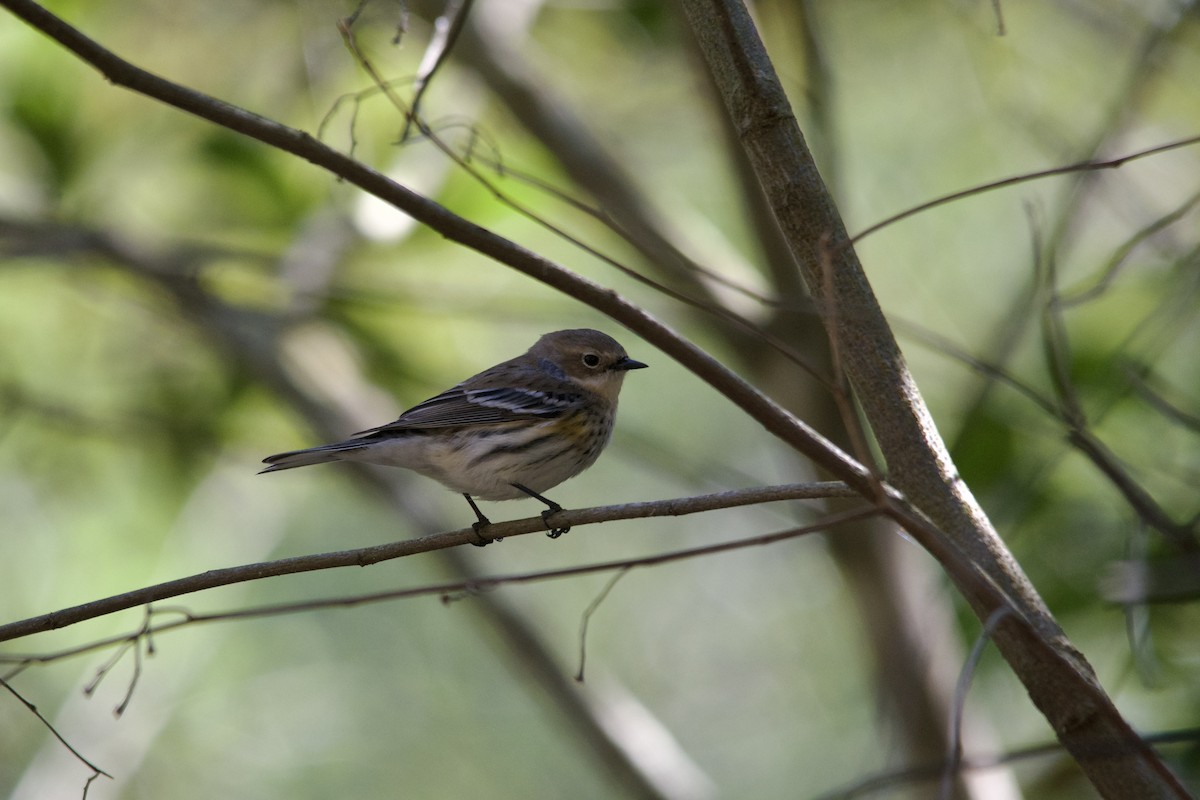 Yellow-rumped Warbler - Hugo Gonzalez