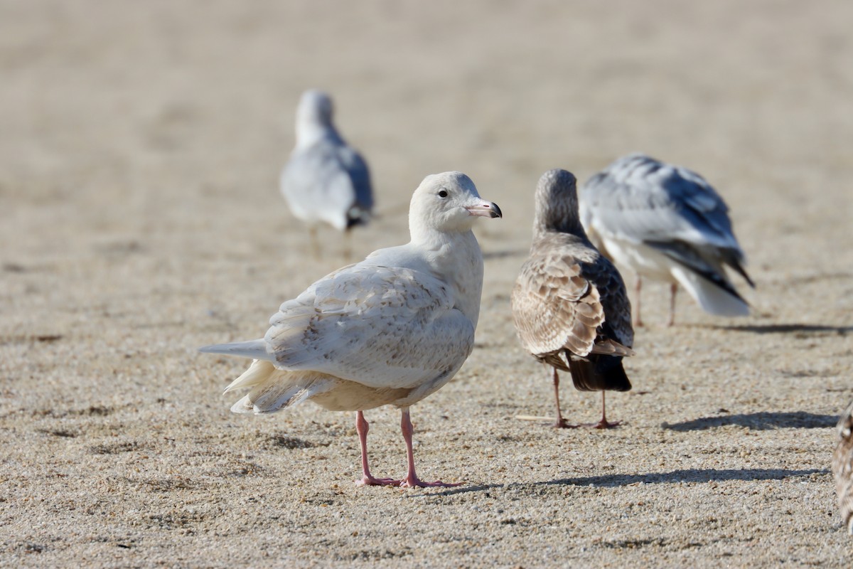 Glaucous Gull - ML527505811