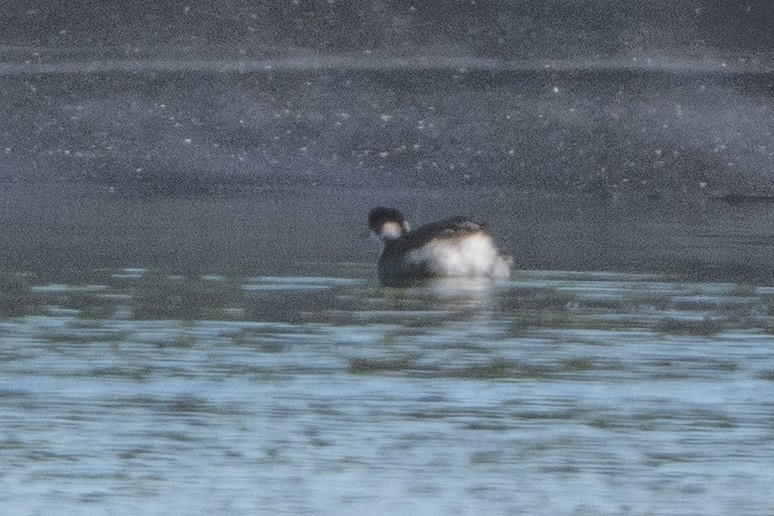 Eared Grebe - Sophie Cameron