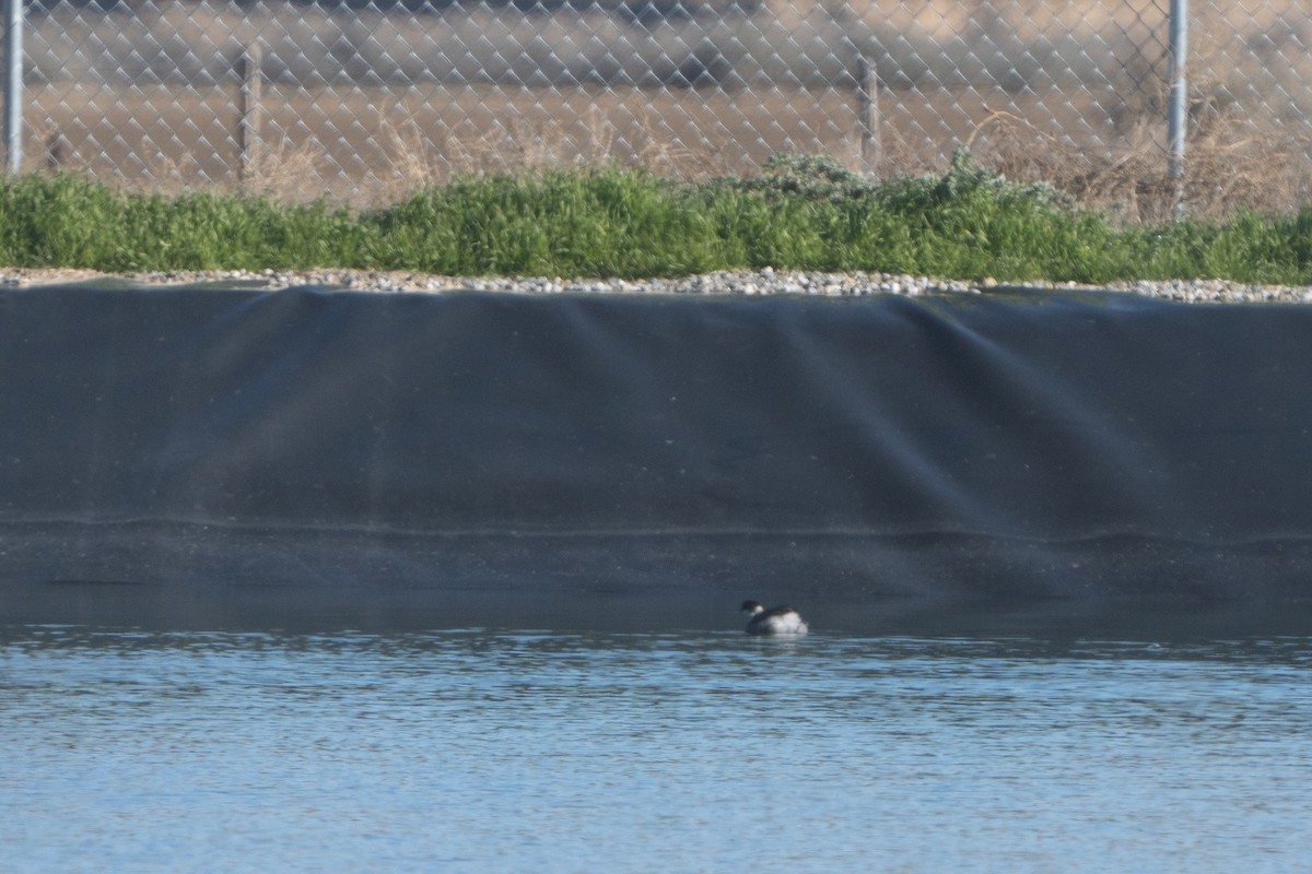 Eared Grebe - ML527506621