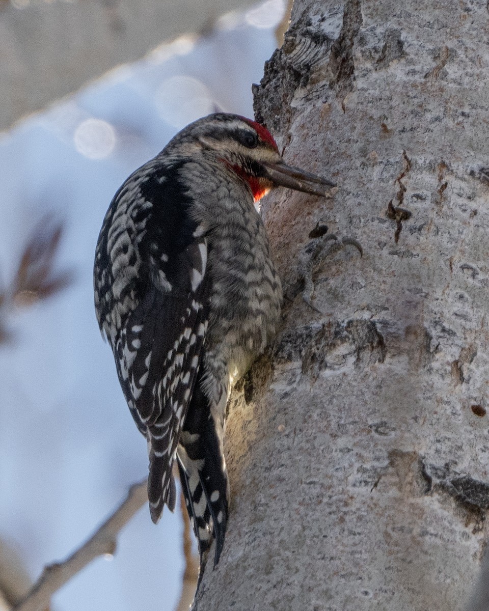 Red-naped Sapsucker - ML527507021