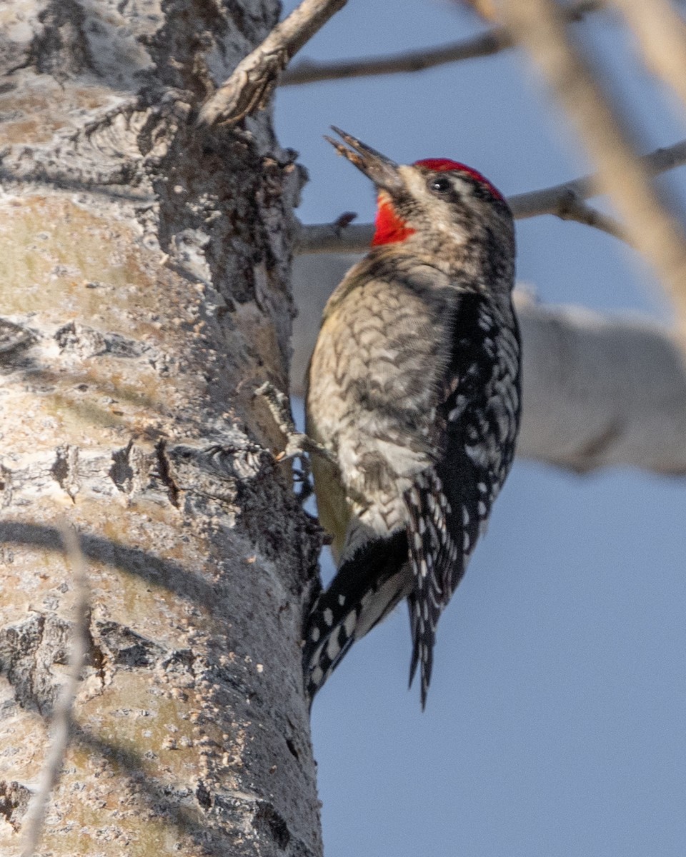 Red-naped Sapsucker - ML527507031