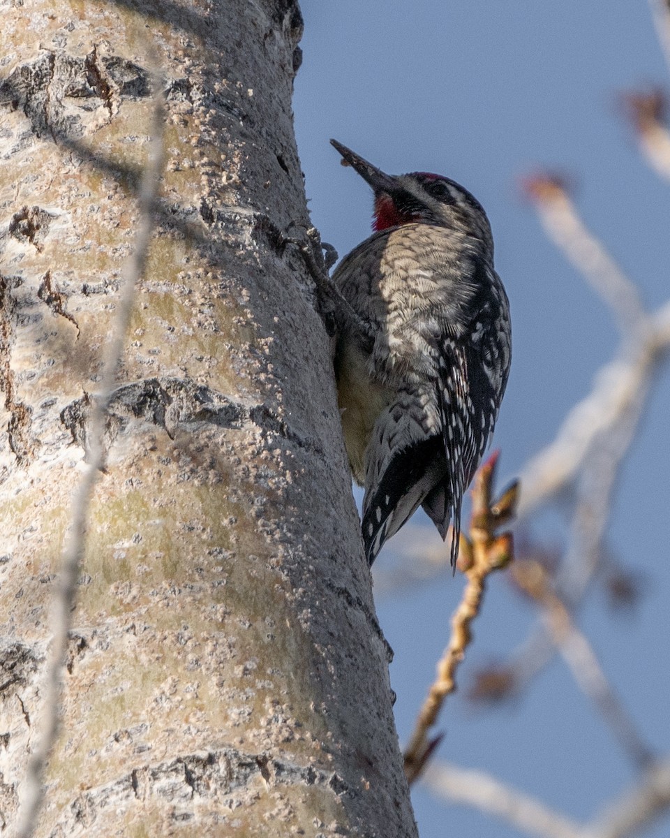 Red-naped Sapsucker - ML527507041