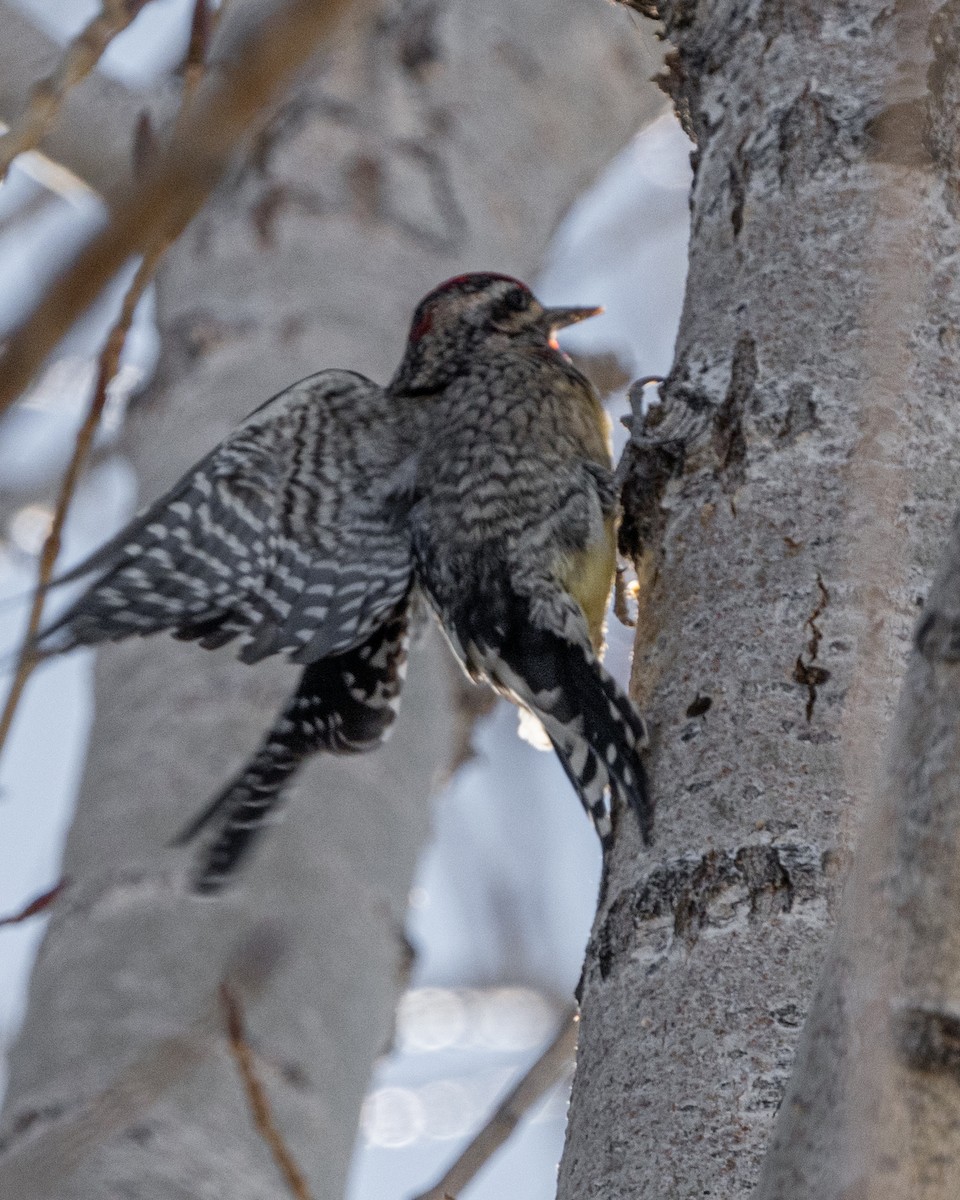 Red-naped Sapsucker - ML527507051