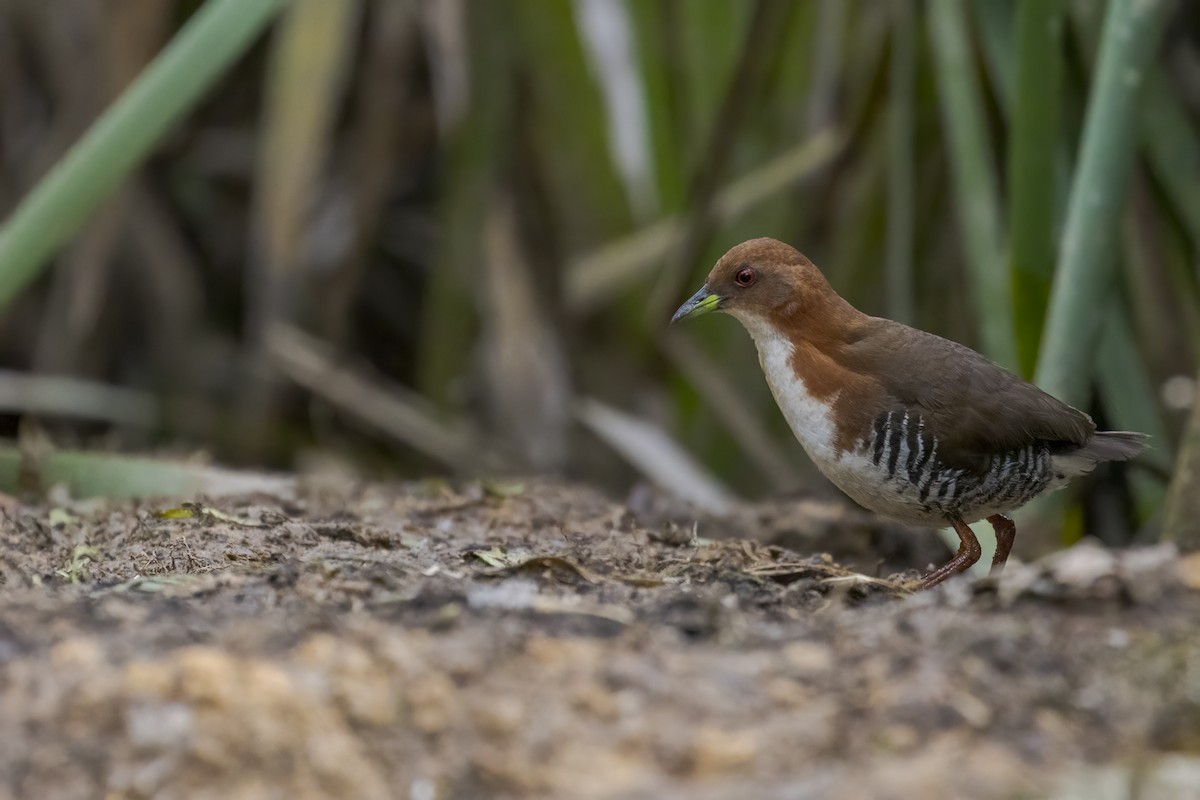 Red-and-white Crake - Thelma Gátuzzô