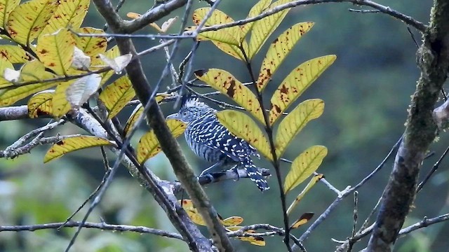 Barred Antshrike - ML527508191