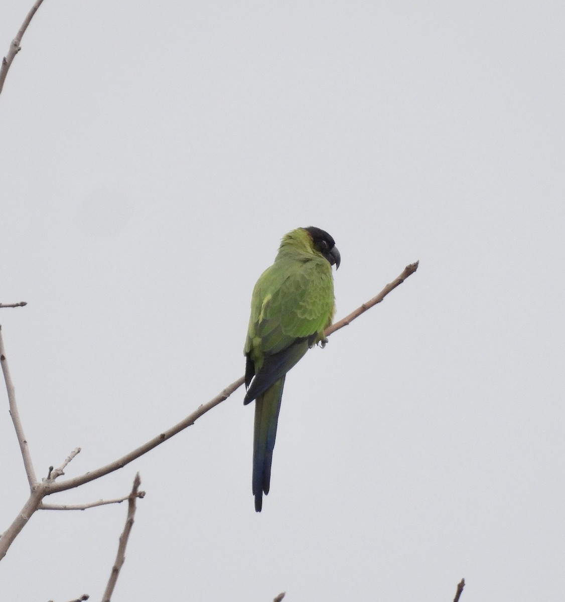 Conure nanday - ML527509091