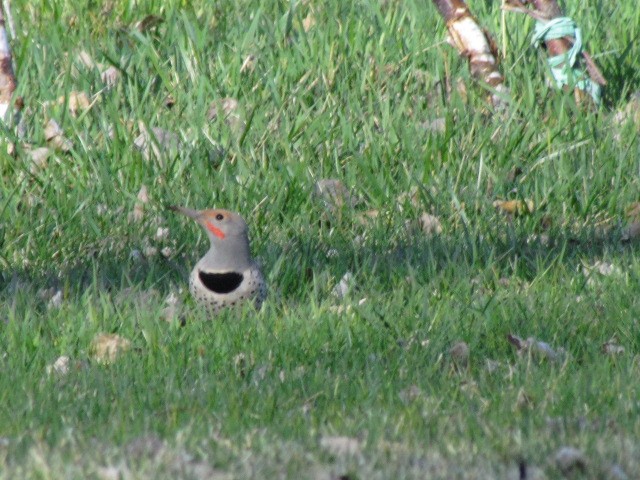 Northern Flicker - ML52750911