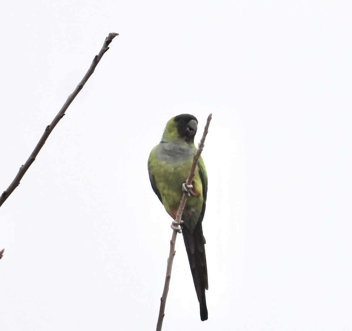 Conure nanday - ML527509171