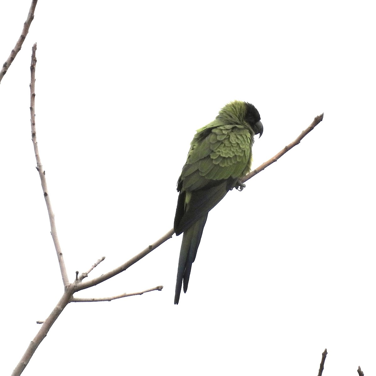 Conure nanday - ML527509181