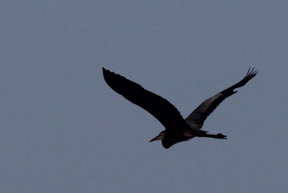 Great Blue Heron - Margaret Viens