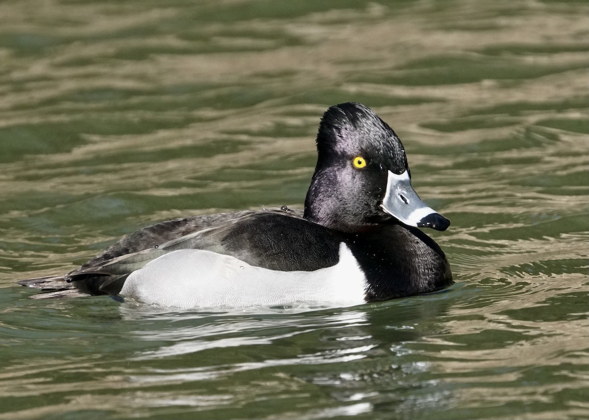 Ring-necked Duck - ML527510201
