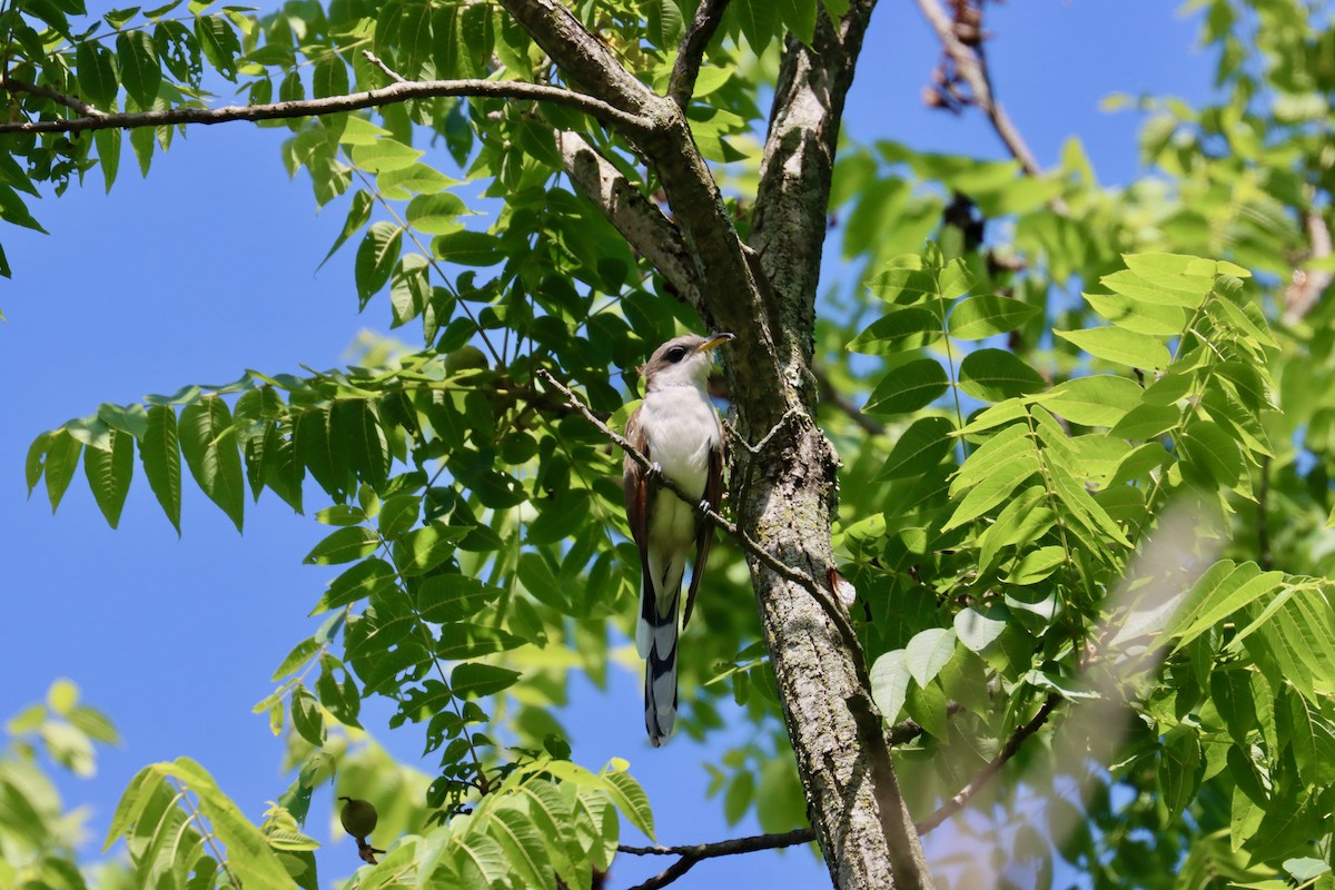 Yellow-billed Cuckoo - ML527510251