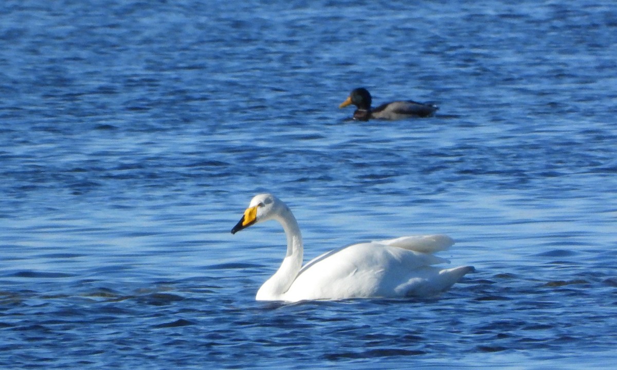Whooper Swan - Ignacio Aparicio