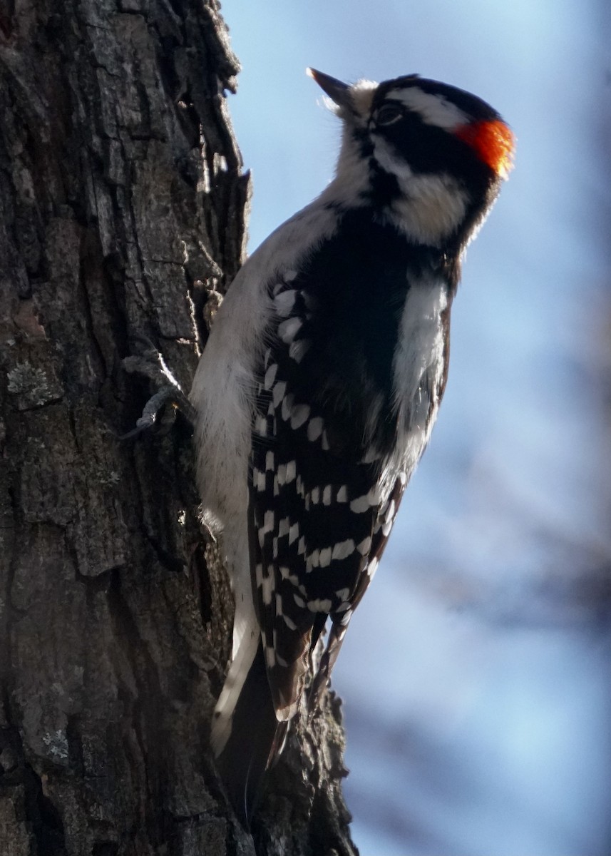 Downy Woodpecker - ML527510601