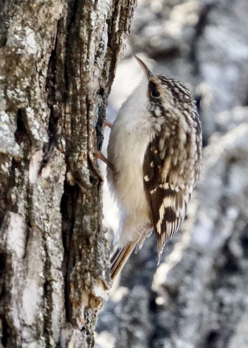 Brown Creeper - ML527510661
