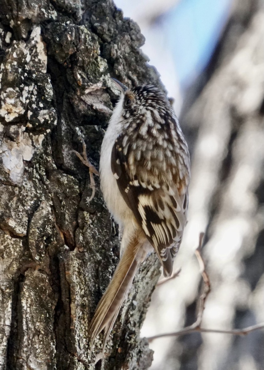 Brown Creeper - ML527510671
