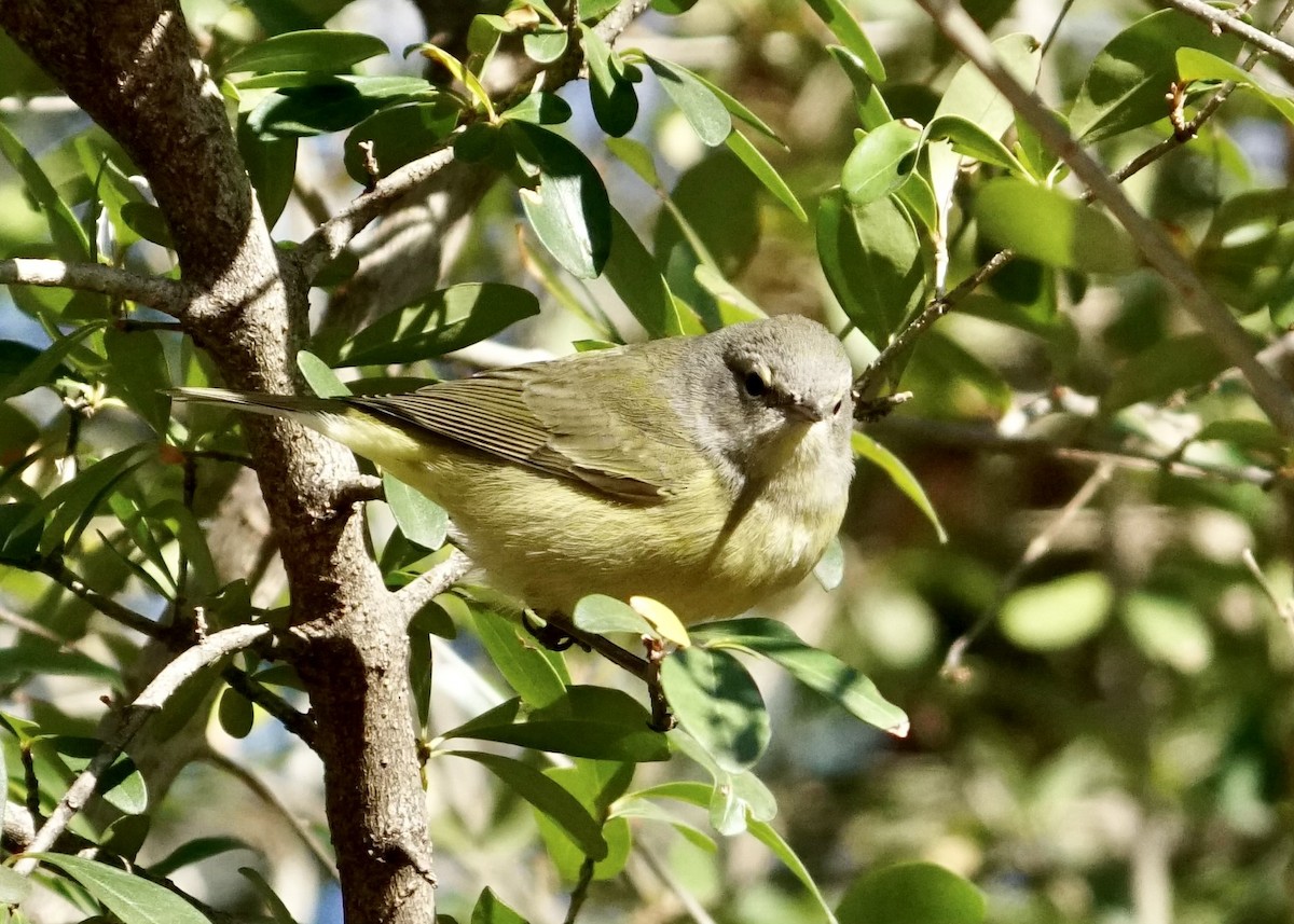Orange-crowned Warbler - ML527510871