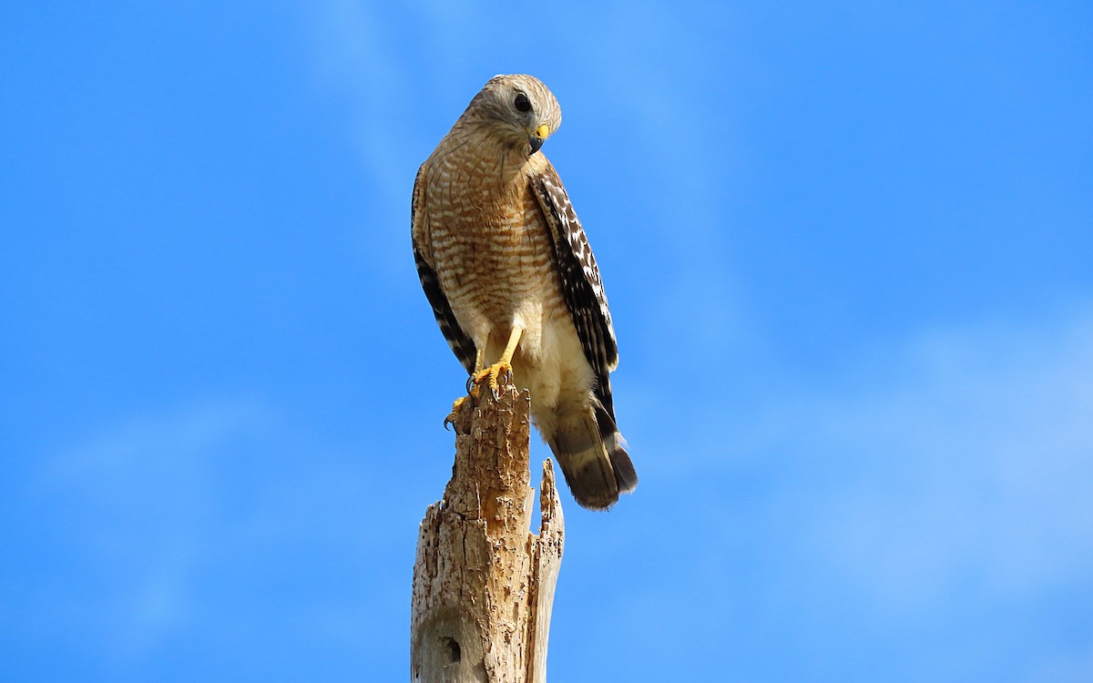 Red-shouldered Hawk - Jim O'Neill