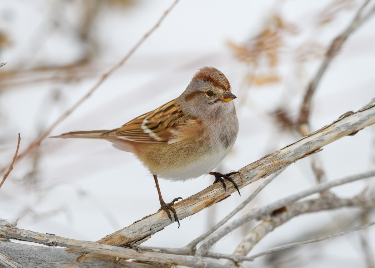 American Tree Sparrow - ML527511111