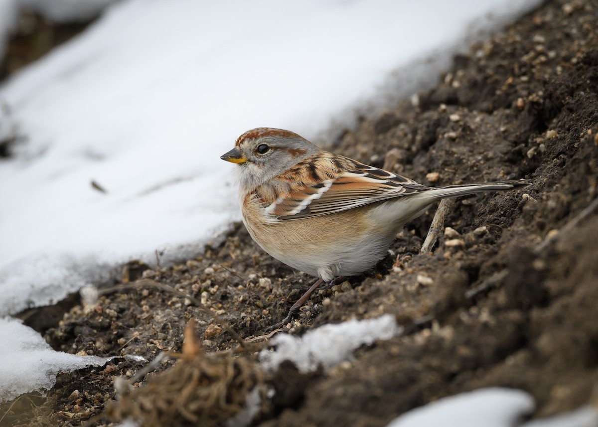 American Tree Sparrow - ML527511121