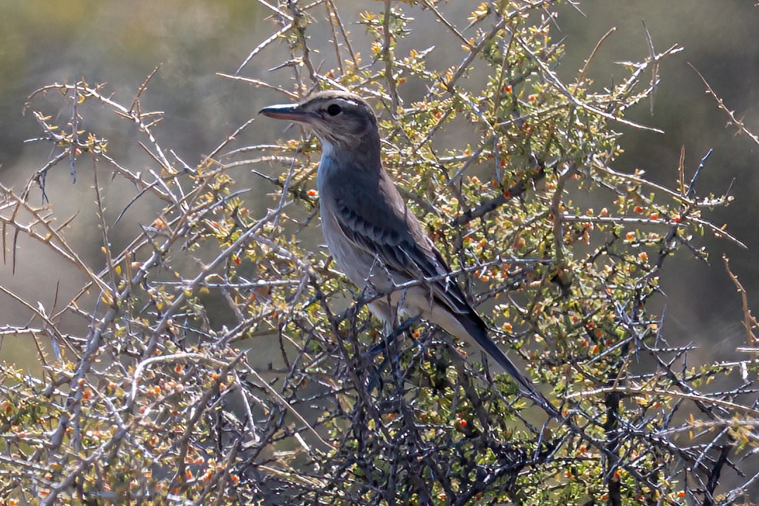 Gray-bellied Shrike-Tyrant - ML527512081