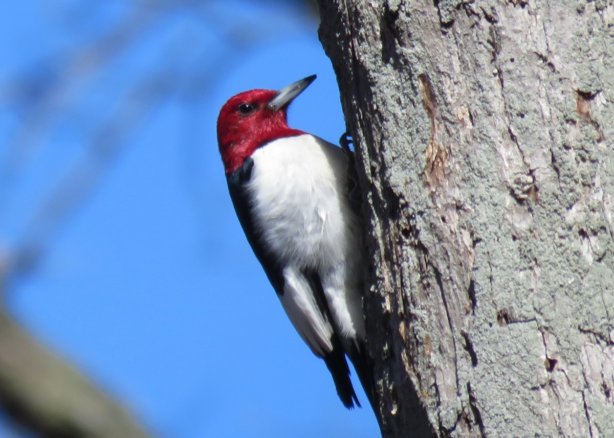 Red-headed Woodpecker - Patricia and Richard Williams
