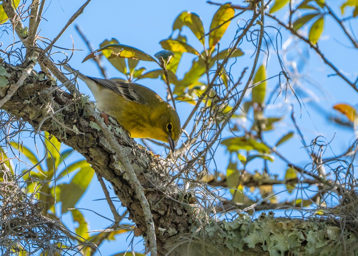 Pine Warbler - ML527512331