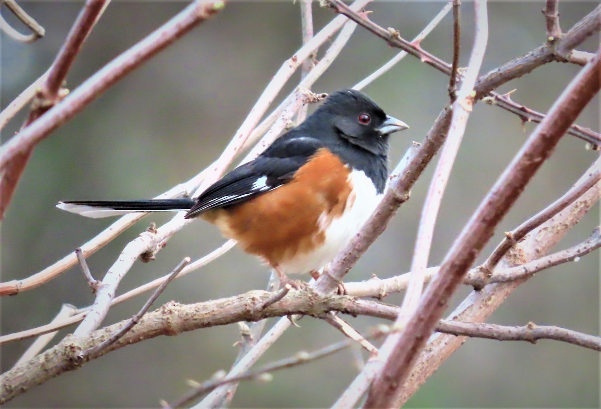 pipilo rudooký - ML527512551