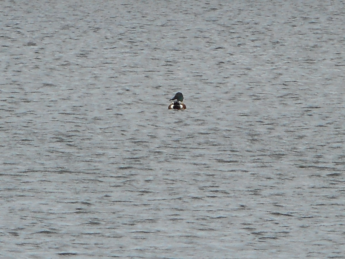 Northern Shoveler - ML52751301