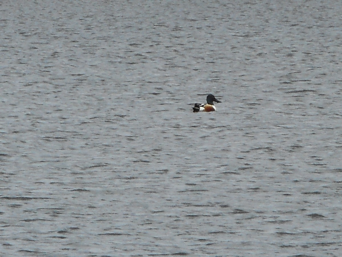 Northern Shoveler - Derek Green