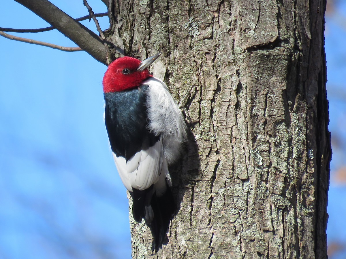 Red-headed Woodpecker - Patricia and Richard Williams