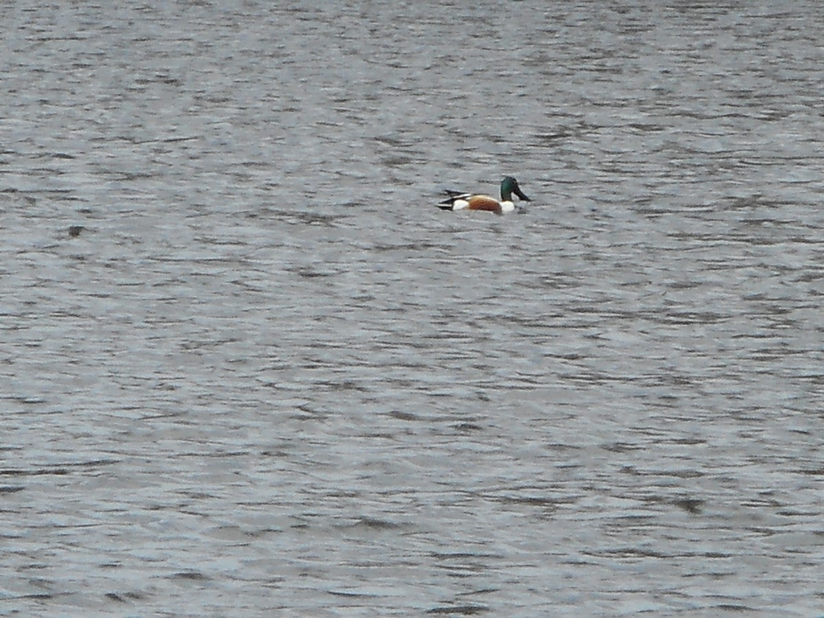 Northern Shoveler - Derek Green