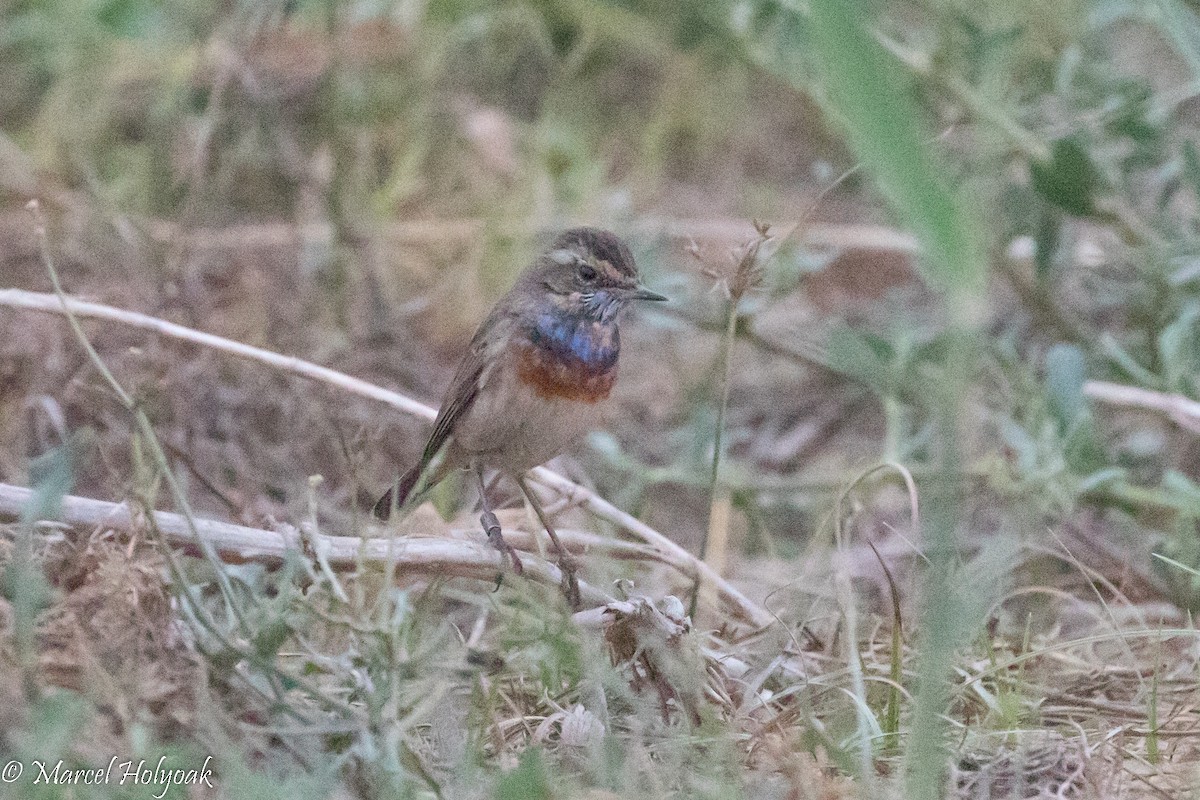 Bluethroat - Marcel Holyoak