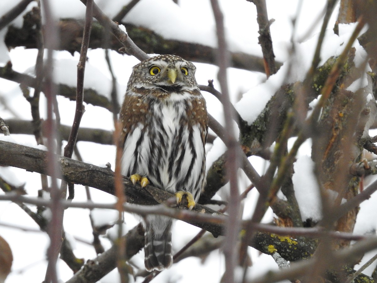 Northern Pygmy-Owl - ML527516171