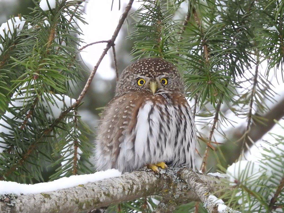 Northern Pygmy-Owl - ML527516201