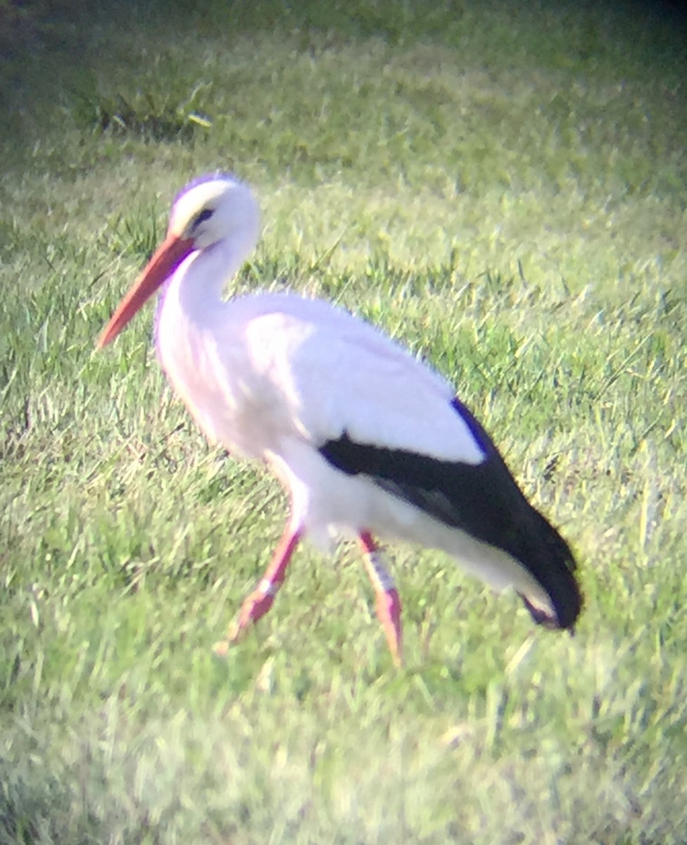 White Stork - ML52751621