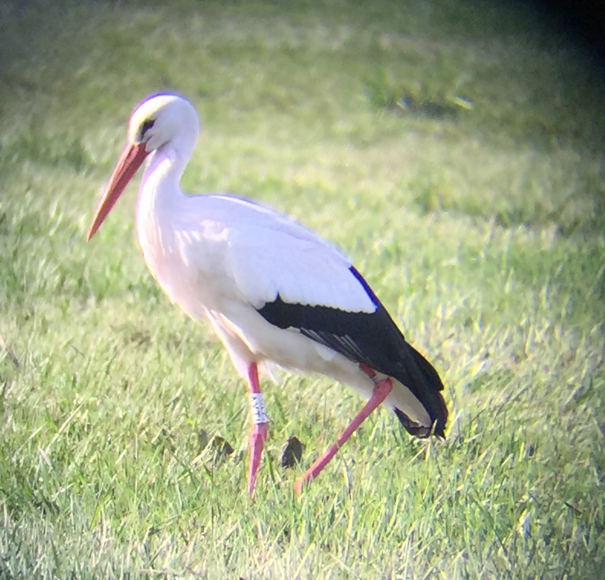 White Stork - ML52751631